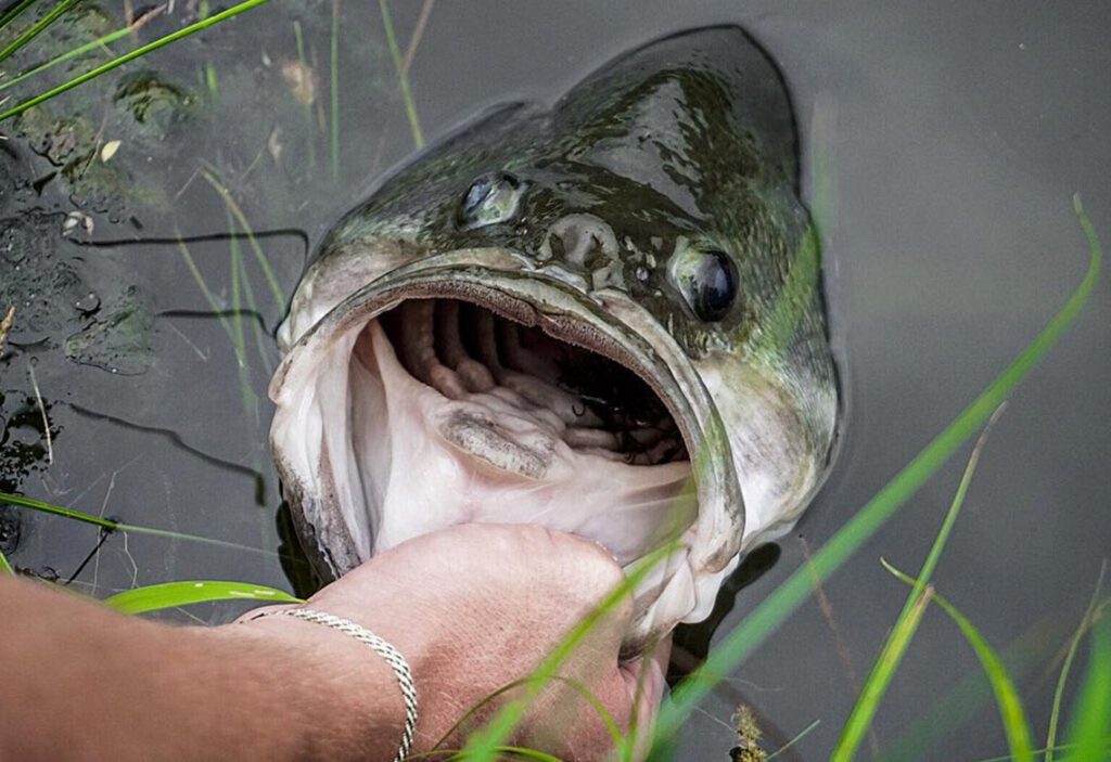 Catch of a bass fish with a huge mouth